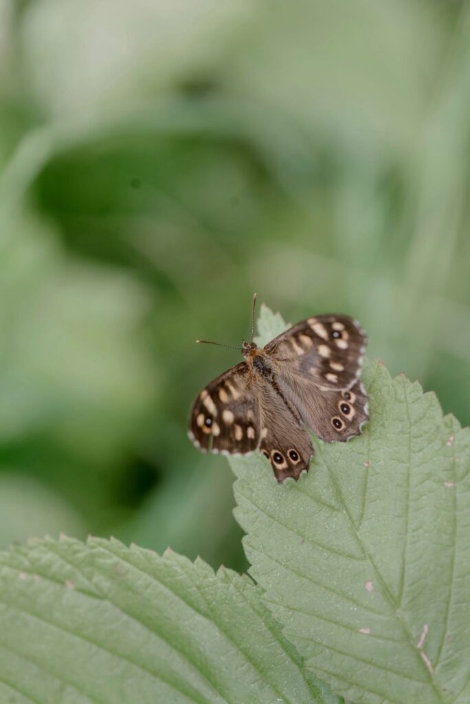 Ny Allerødgårds jorde Foto Liz Margerud
