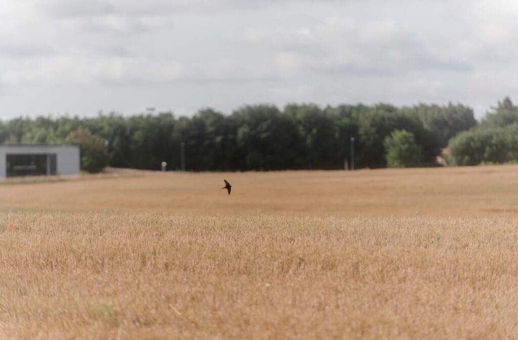 Ny Allerødgårds jorde. Foto: 