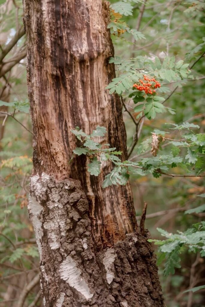 Ny Allerødgårds jorde Foto Liz Margerud