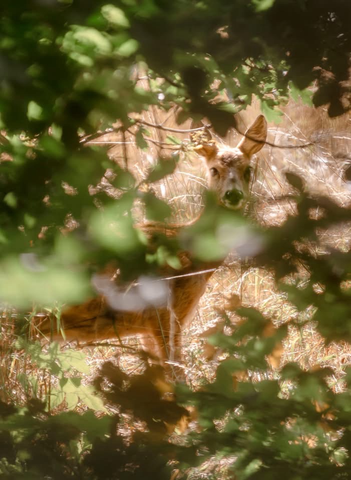 Ny Allerødgaards jorde – hvad sker der nu?